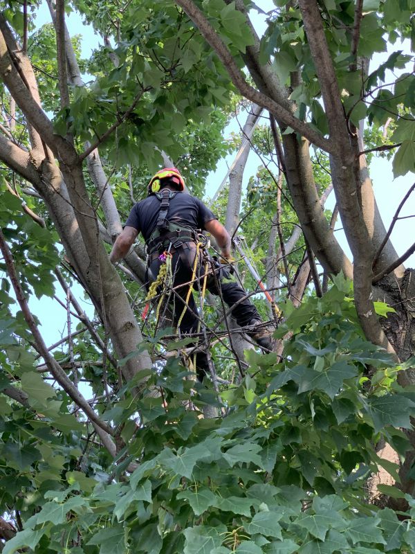 Élagueur grimpeur d’Élagages Rémi Leclerc élaguant un arbre en hauteur, encordé dans le feuillage