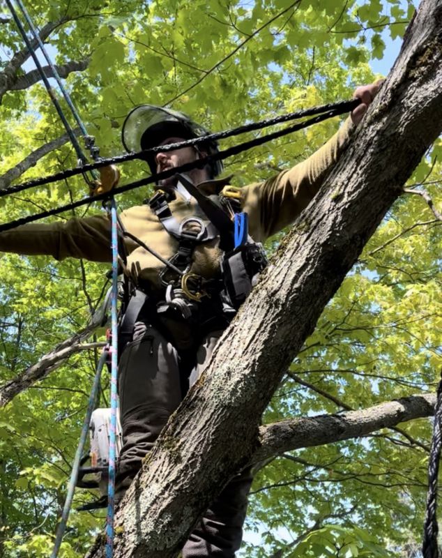 Élagueur grimpeur certifié au travail dans un arbre — Élagages Rémi Leclerc